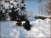 Bery a Brenda ve sněhu na zahradě