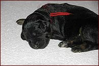 černoznakatý pes s hnědou stužkou