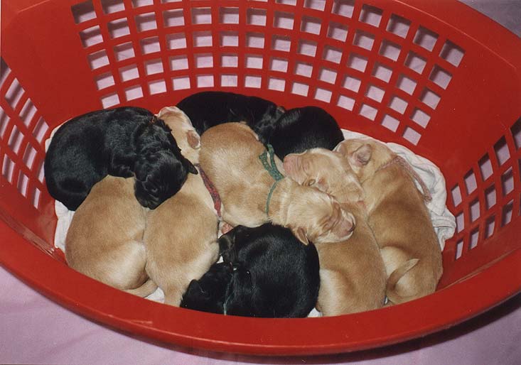 A-Puppies